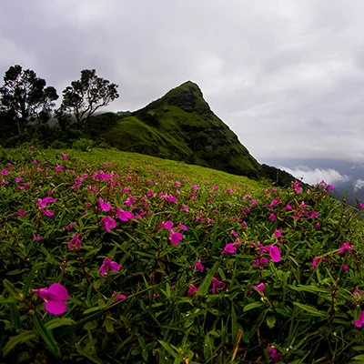 Nature and Landscape