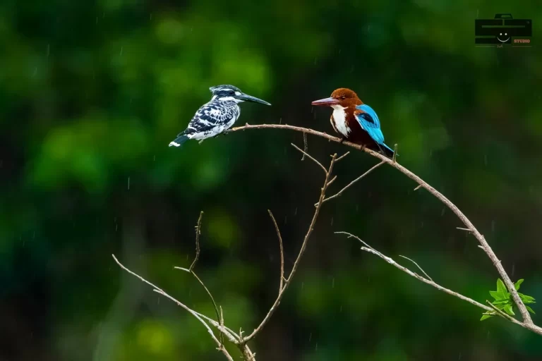 nature_landscape_service (11)