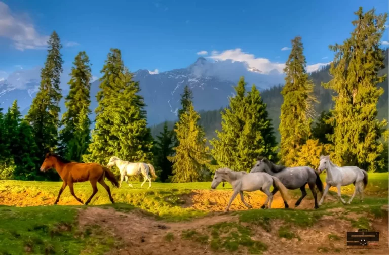 nature_landscape_service (18)