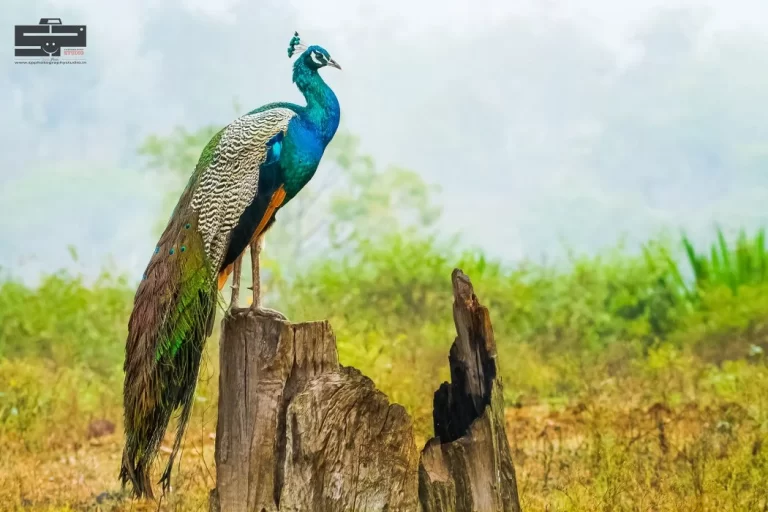 nature_landscape_service (3)