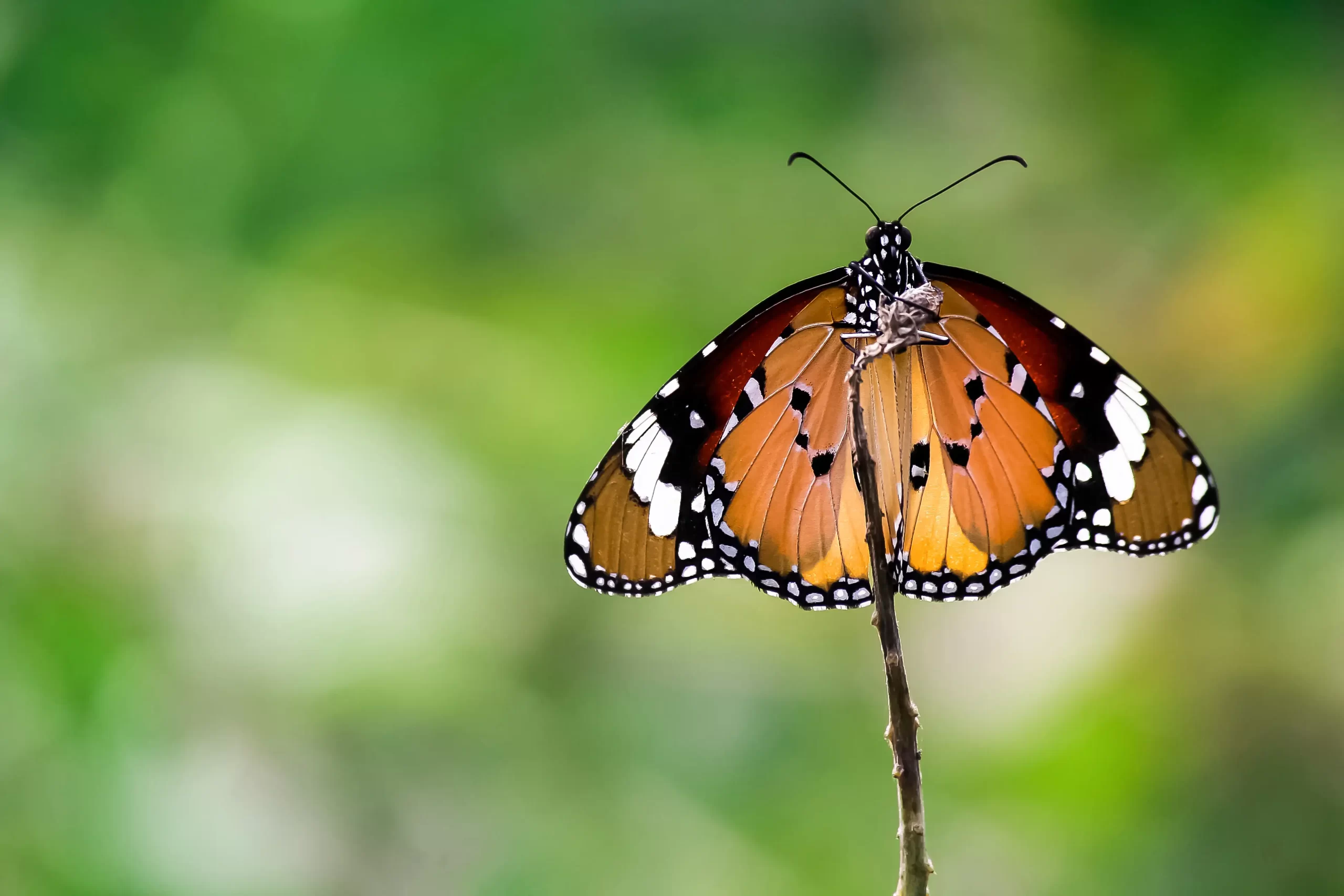 nature & landscape photography 16