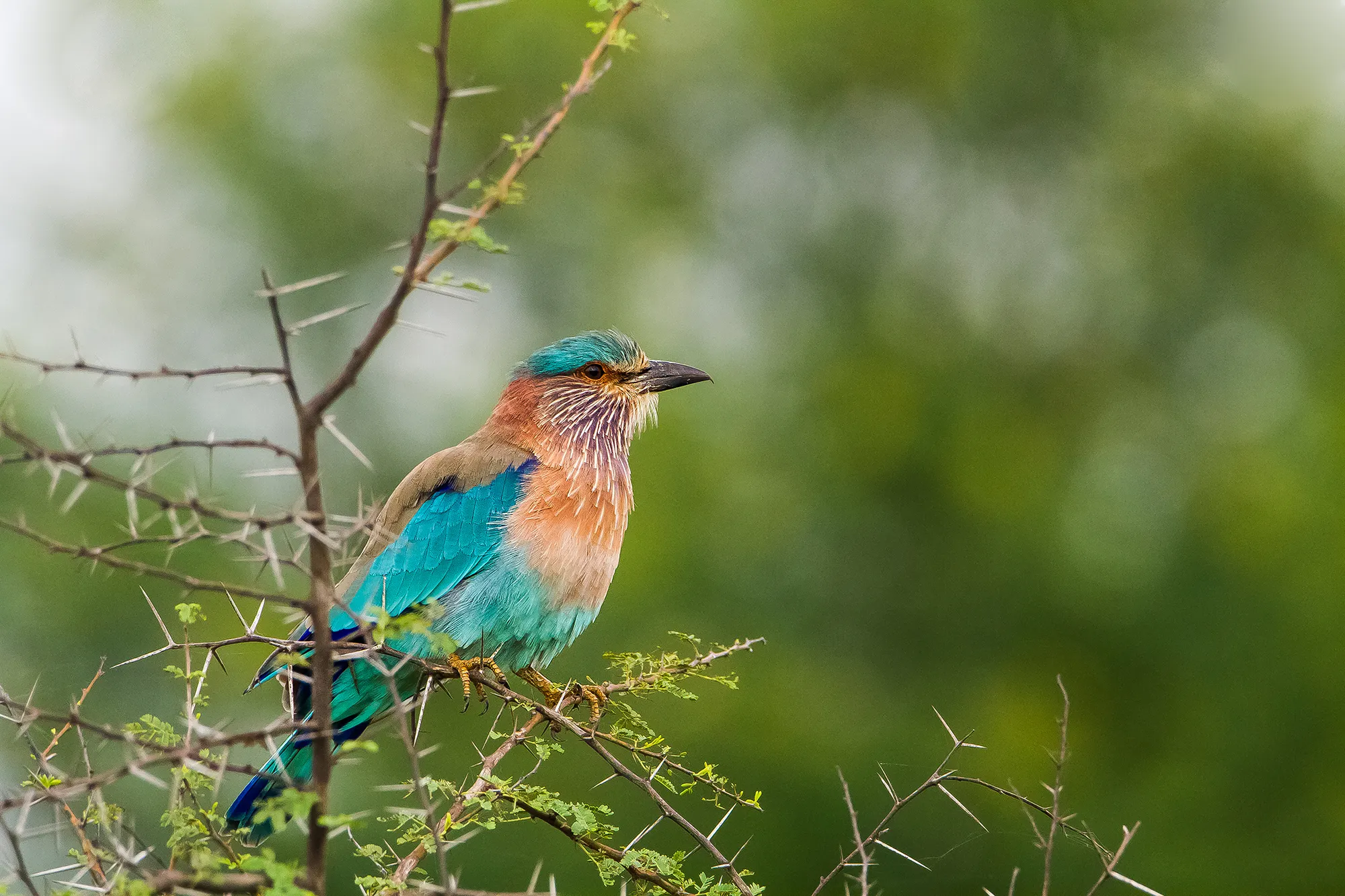 nature & landscape photography 100